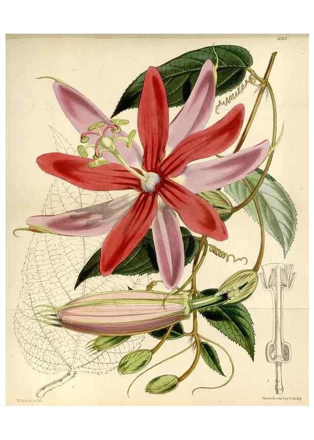 Reproducción/Reproduction 34466094223: Curtis's botanical magazine.. London ; New York [etc.] :Academic Press [etc.]