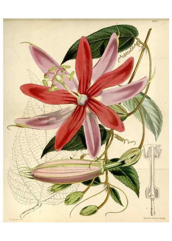 Reproducción/Reproduction 34466094223: Curtis's botanical magazine.. London ; New York [etc.] :Academic Press [etc.]