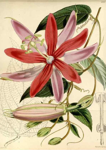 Reproducción/Reproduction 34466094223: Curtis's botanical magazine.. London ; New York [etc.] :Academic Press [etc.]