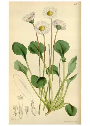 Reproducción/Reproduction 34888345510: Curtis's botanical magazine.. London ; New York [etc.] :Academic Press [etc.]