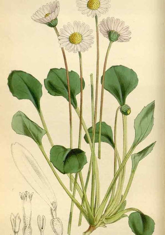 Reproducción/Reproduction 34888345510: Curtis's botanical magazine.. London ; New York [etc.] :Academic Press [etc.]