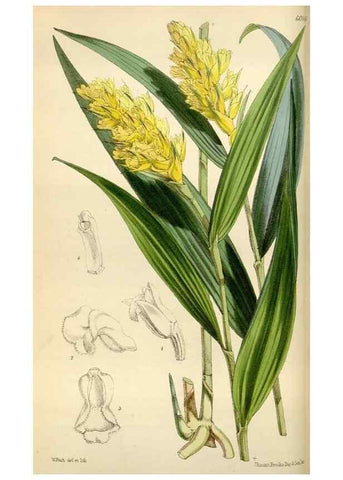 Reproducción/Reproduction 35275703975: Curtis's botanical magazine.. London ; New York [etc.] :Academic Press [etc.]