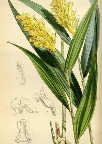 Reproducción/Reproduction 35275703975: Curtis's botanical magazine.. London ; New York [etc.] :Academic Press [etc.]
