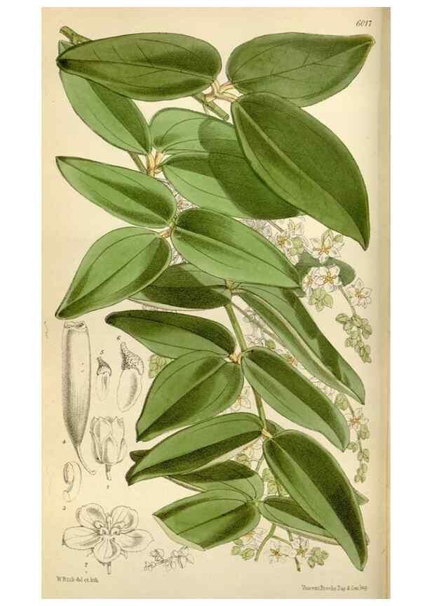 Reproducción/Reproduction 35109066462: Curtis's botanical magazine.. London ; New York [etc.] :Academic Press [etc.]