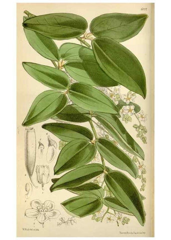 Reproducción/Reproduction 35109066462: Curtis's botanical magazine.. London ; New York [etc.] :Academic Press [etc.]
