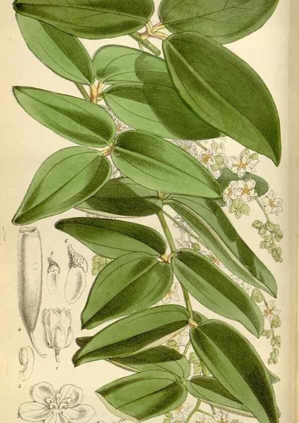 Reproducción/Reproduction 35109066462: Curtis's botanical magazine.. London ; New York [etc.] :Academic Press [etc.]