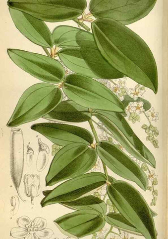 Reproducción/Reproduction 35109066462: Curtis's botanical magazine.. London ; New York [etc.] :Academic Press [etc.]