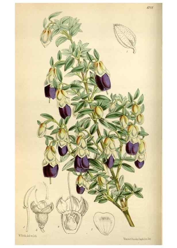 Reproducción/Reproduction 35145482931: Curtis's botanical magazine.. London ; New York [etc.] :Academic Press [etc.]