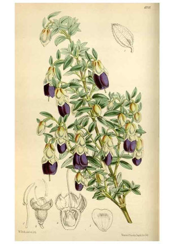 Reproducción/Reproduction 35145482931: Curtis's botanical magazine.. London ; New York [etc.] :Academic Press [etc.]