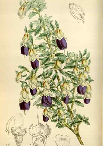Reproducción/Reproduction 35145482931: Curtis's botanical magazine.. London ; New York [etc.] :Academic Press [etc.]