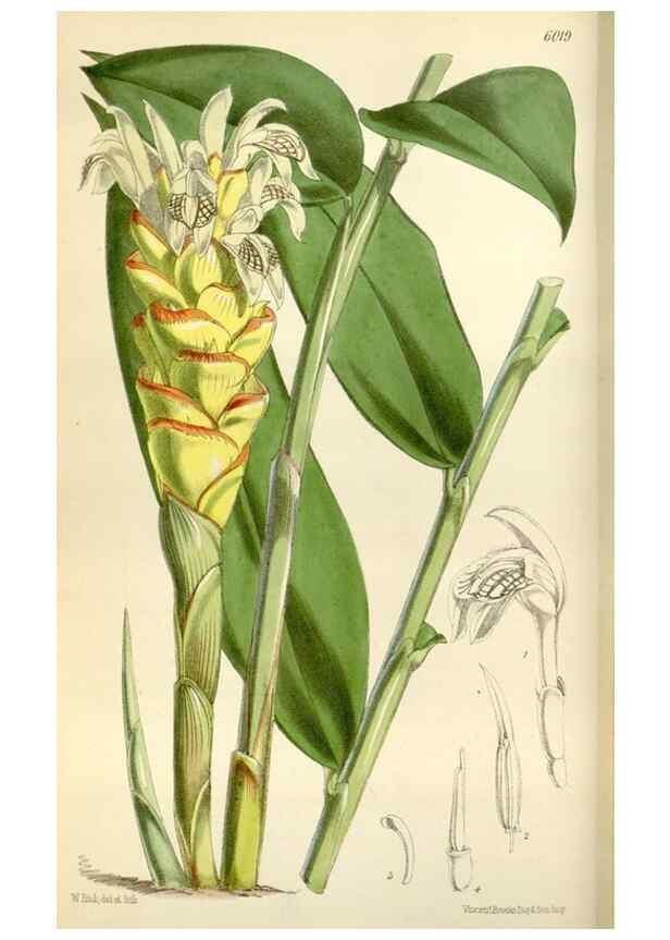 Reproducción/Reproduction 35145484301: Curtis's botanical magazine.. London ; New York [etc.] :Academic Press [etc.]