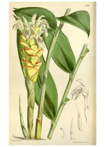 Reproducción/Reproduction 35145484301: Curtis's botanical magazine.. London ; New York [etc.] :Academic Press [etc.]