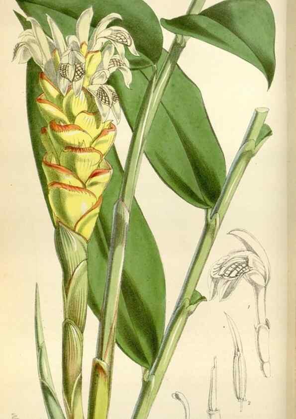 Reproducción/Reproduction 35145484301: Curtis's botanical magazine.. London ; New York [etc.] :Academic Press [etc.]