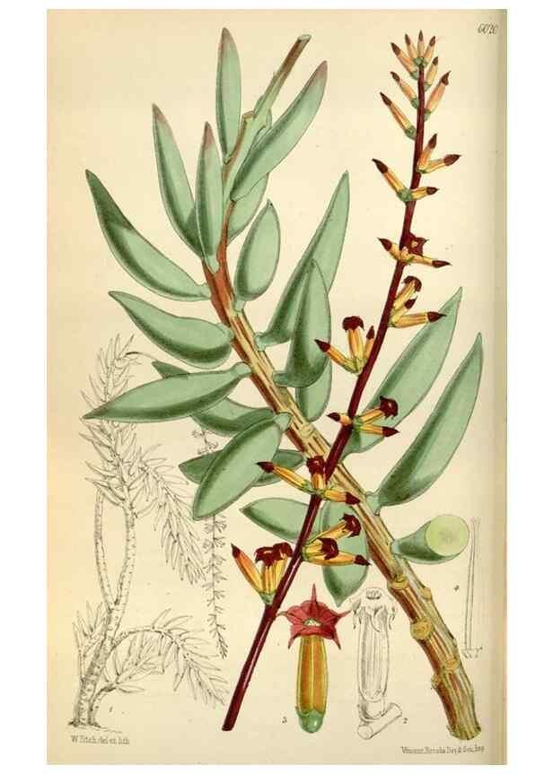 Reproducción/Reproduction 35275714825: Curtis's botanical magazine.. London ; New York [etc.] :Academic Press [etc.]