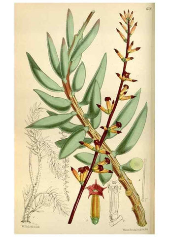 Reproducción/Reproduction 35275714825: Curtis's botanical magazine.. London ; New York [etc.] :Academic Press [etc.]