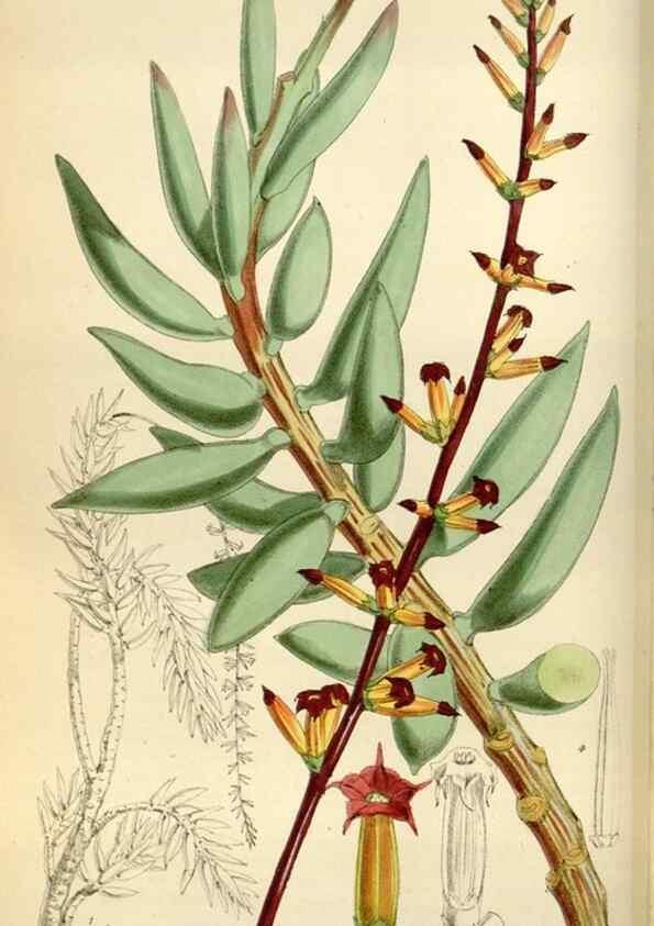 Reproducción/Reproduction 35275714825: Curtis's botanical magazine.. London ; New York [etc.] :Academic Press [etc.]