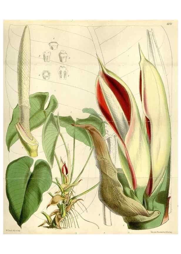 Reproducción/Reproduction 35275716165: Curtis's botanical magazine.. London ; New York [etc.] :Academic Press [etc.]