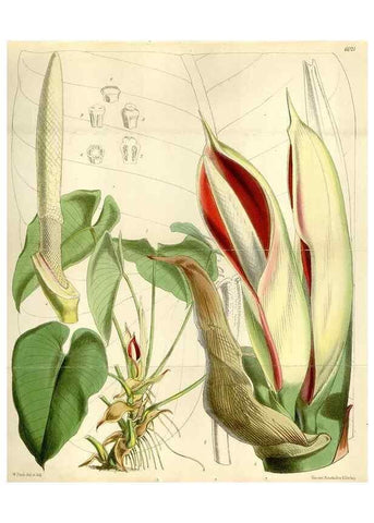 Reproducción/Reproduction 35275716165: Curtis's botanical magazine.. London ; New York [etc.] :Academic Press [etc.]
