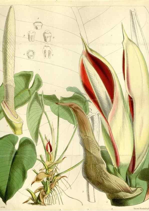 Reproducción/Reproduction 35275716165: Curtis's botanical magazine.. London ; New York [etc.] :Academic Press [etc.]