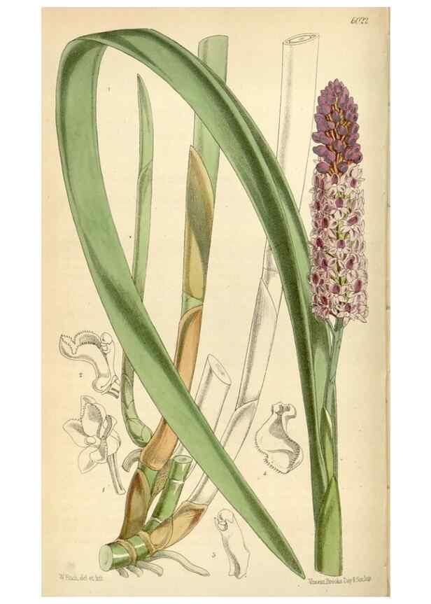 Reproducción/Reproduction 34465993843: Curtis's botanical magazine.. London ; New York [etc.] :Academic Press [etc.]