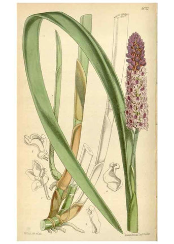 Reproducción/Reproduction 34465993843: Curtis's botanical magazine.. London ; New York [etc.] :Academic Press [etc.]