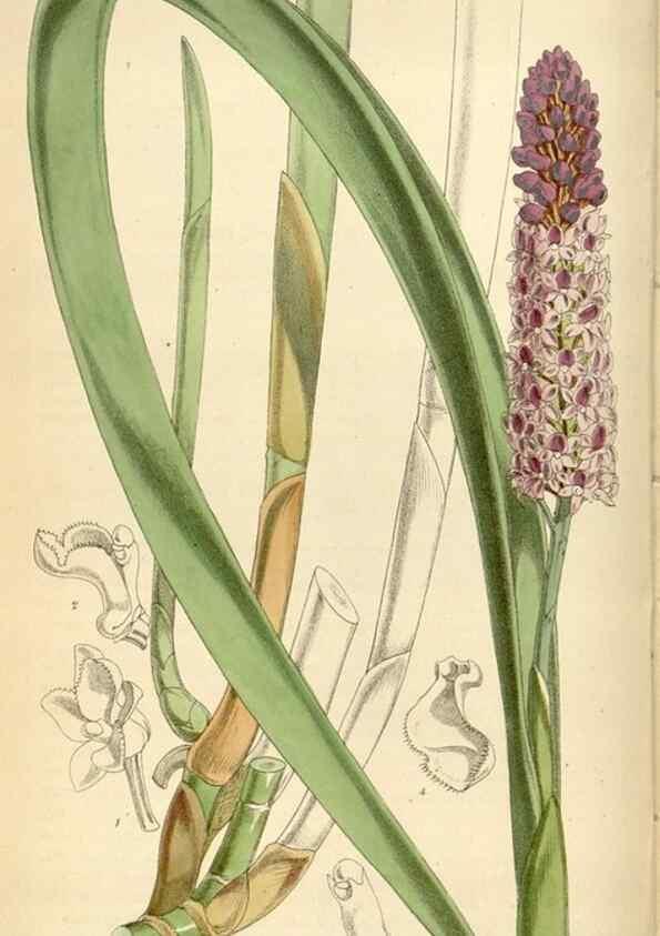 Reproducción/Reproduction 34465993843: Curtis's botanical magazine.. London ; New York [etc.] :Academic Press [etc.]