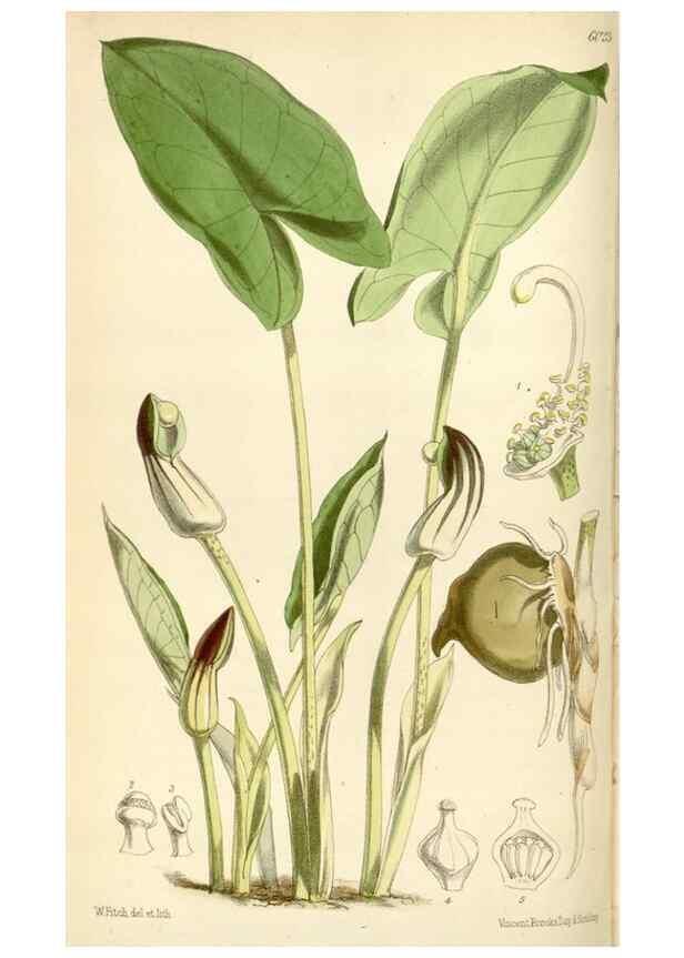 Reproducción/Reproduction 35235174766: Curtis's botanical magazine.. London ; New York [etc.] :Academic Press [etc.]