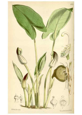 Reproducción/Reproduction 35235174766: Curtis's botanical magazine.. London ; New York [etc.] :Academic Press [etc.]