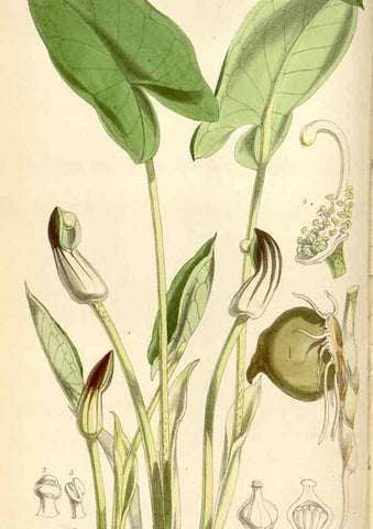 Reproducción/Reproduction 35235174766: Curtis's botanical magazine.. London ; New York [etc.] :Academic Press [etc.]