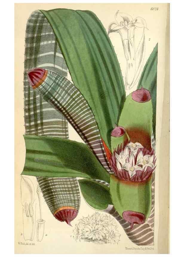 Reproducción/Reproduction 34888370080: Curtis's botanical magazine.. London ; New York [etc.] :Academic Press [etc.]