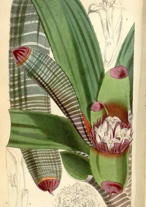 Reproducción/Reproduction 34888370080: Curtis's botanical magazine.. London ; New York [etc.] :Academic Press [etc.]