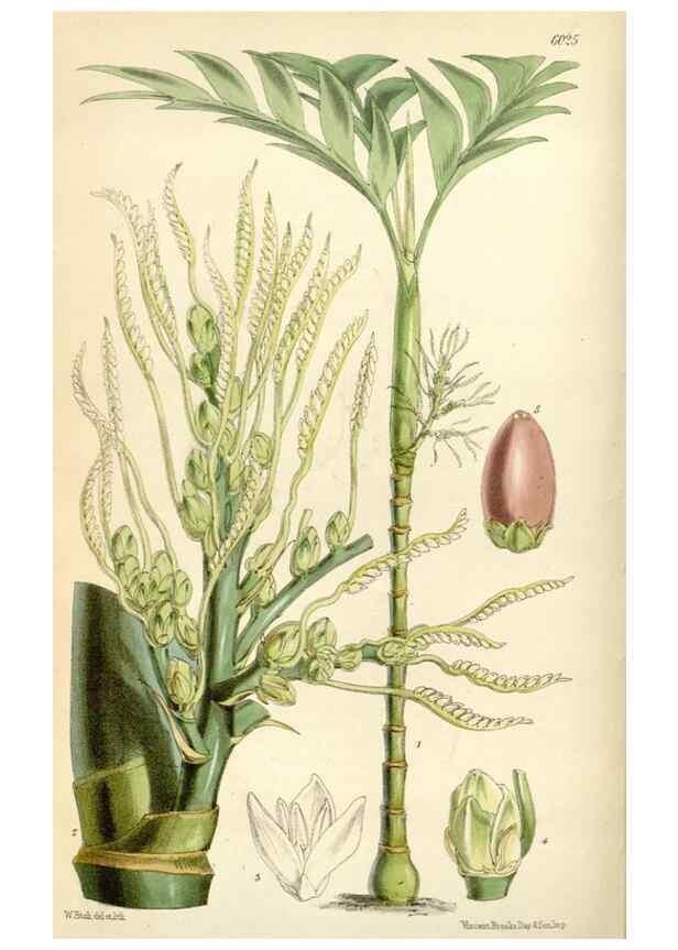 Reproducción/Reproduction 34465999993: Curtis's botanical magazine.. London ; New York [etc.] :Academic Press [etc.]