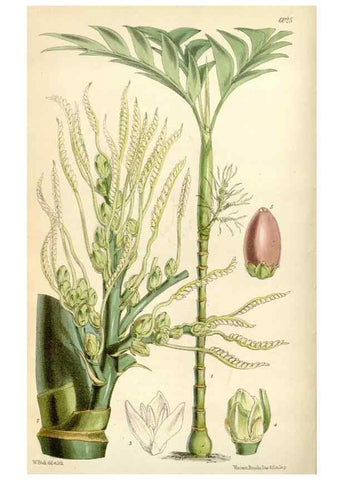 Reproducción/Reproduction 34465999993: Curtis's botanical magazine.. London ; New York [etc.] :Academic Press [etc.]