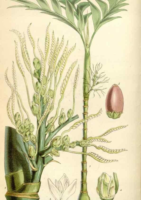 Reproducción/Reproduction 34465999993: Curtis's botanical magazine.. London ; New York [etc.] :Academic Press [etc.]
