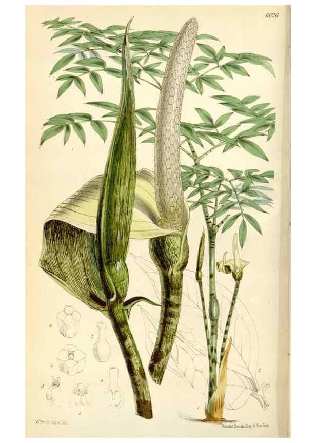 Reproducción/Reproduction 34466001923: Curtis's botanical magazine.. London ; New York [etc.] :Academic Press [etc.]