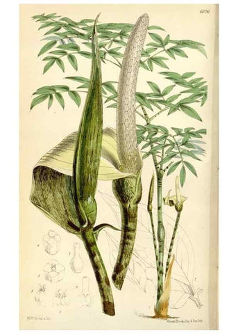 Reproducción/Reproduction 34466001923: Curtis's botanical magazine.. London ; New York [etc.] :Academic Press [etc.]