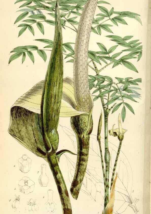Reproducción/Reproduction 34466001923: Curtis's botanical magazine.. London ; New York [etc.] :Academic Press [etc.]