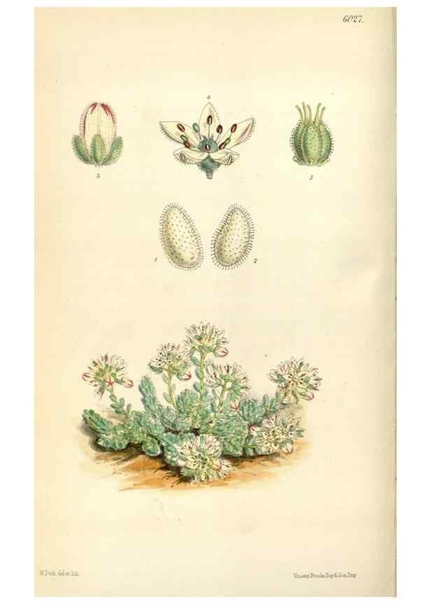 Reproducción/Reproduction 34466003663: Curtis's botanical magazine.. London ; New York [etc.] :Academic Press [etc.]