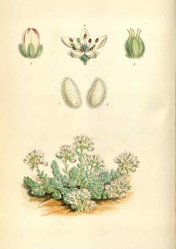 Reproducción/Reproduction 34466003663: Curtis's botanical magazine.. London ; New York [etc.] :Academic Press [etc.]
