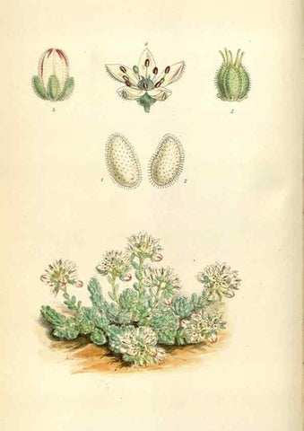 Reproducción/Reproduction 34466003663: Curtis's botanical magazine.. London ; New York [etc.] :Academic Press [etc.]