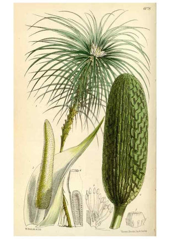 Reproducción/Reproduction 35145498481: Curtis's botanical magazine.. London ; New York [etc.] :Academic Press [etc.]