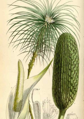 Reproducción/Reproduction 35145498481: Curtis's botanical magazine.. London ; New York [etc.] :Academic Press [etc.]