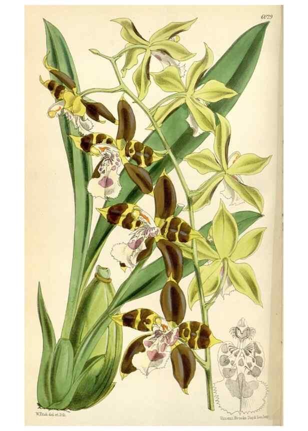Reproducción/Reproduction 34466007233: Curtis's botanical magazine.. London ; New York [etc.] :Academic Press [etc.]