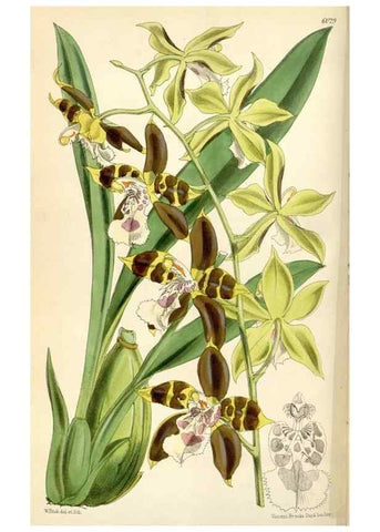 Reproducción/Reproduction 34466007233: Curtis's botanical magazine.. London ; New York [etc.] :Academic Press [etc.]