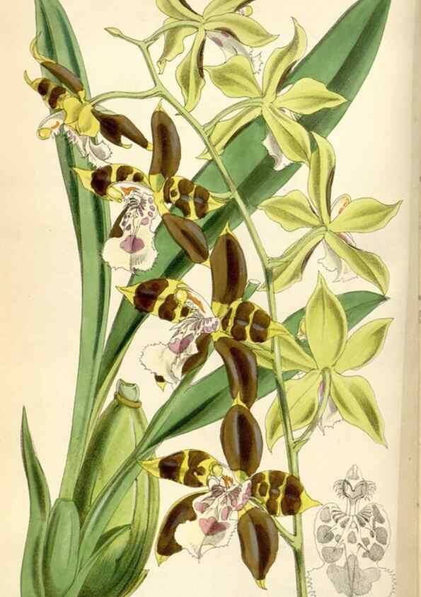 Reproducción/Reproduction 34466007233: Curtis's botanical magazine.. London ; New York [etc.] :Academic Press [etc.]