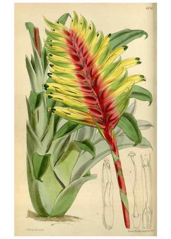 Reproducción/Reproduction 34431871714: Curtis's botanical magazine.. London ; New York [etc.] :Academic Press [etc.]