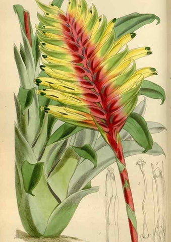 Reproducción/Reproduction 34431871714: Curtis's botanical magazine.. London ; New York [etc.] :Academic Press [etc.]