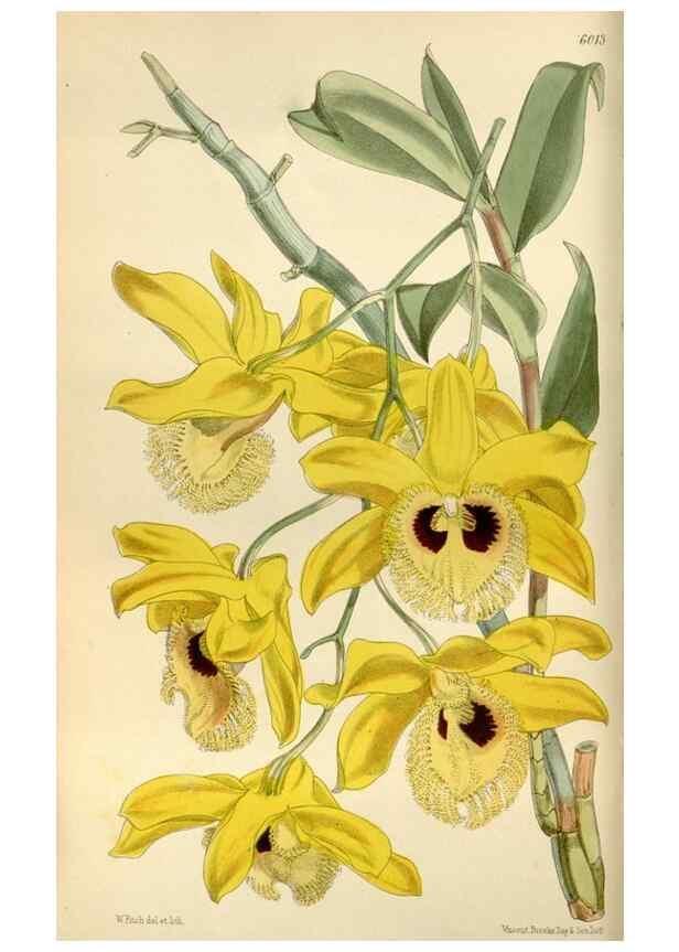 Reproducción/Reproduction 35275696715: Curtis's botanical magazine.. London ; New York [etc.] :Academic Press [etc.]