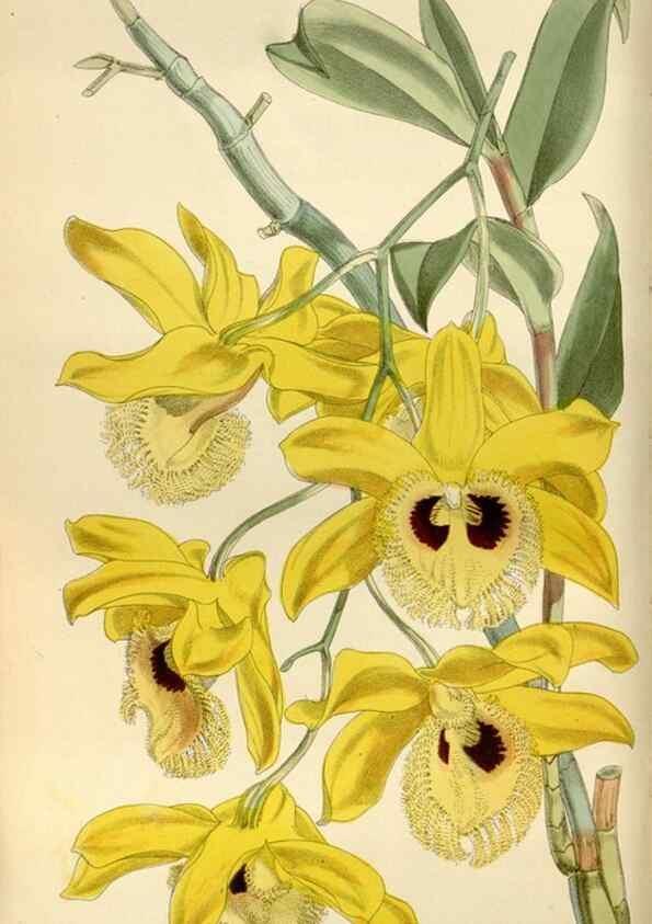 Reproducción/Reproduction 35275696715: Curtis's botanical magazine.. London ; New York [etc.] :Academic Press [etc.]
