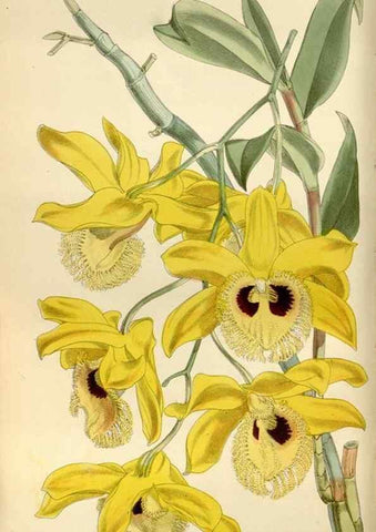 Reproducción/Reproduction 35275696715: Curtis's botanical magazine.. London ; New York [etc.] :Academic Press [etc.]